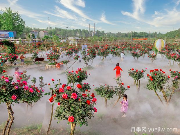 襄阳月季景观图集(图3) 襄阳月季应用和月季景观(图3)