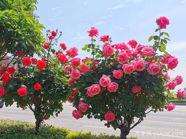 孝感月季应用和月季景观(图1)