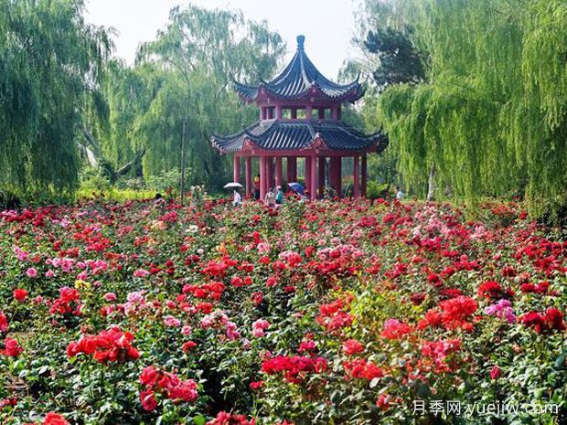 孝感月季应用和月季景观(图2)
