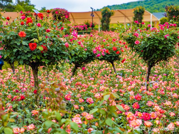 荆门月季应用和月季景观(图3)