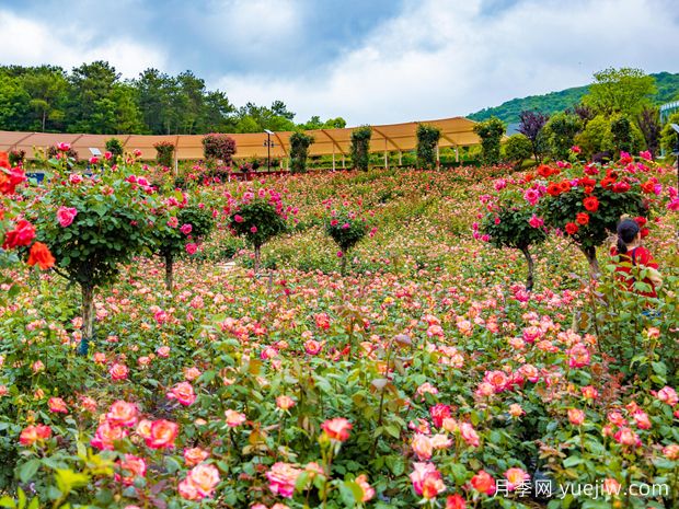 荆门月季应用和月季景观(图4)