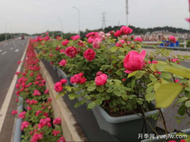 宜昌月季应用和月季景观(图3)