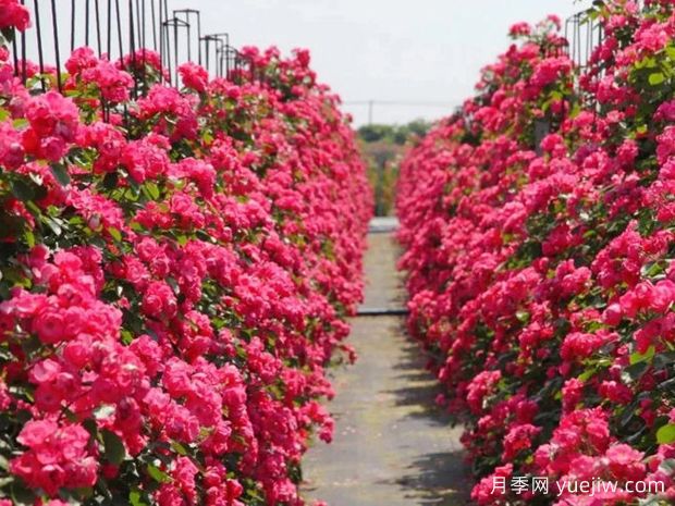 鄂州月季应用和月季景观(图1)