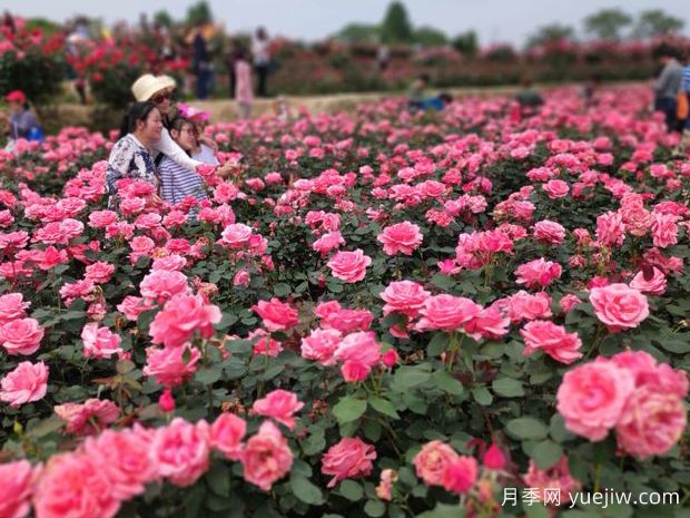 黄冈月季应用和月季景观(图1)