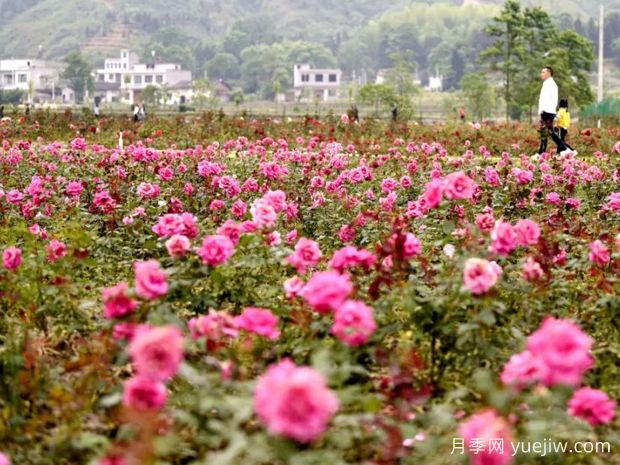 咸宁月季应用和月季景观(图1)
