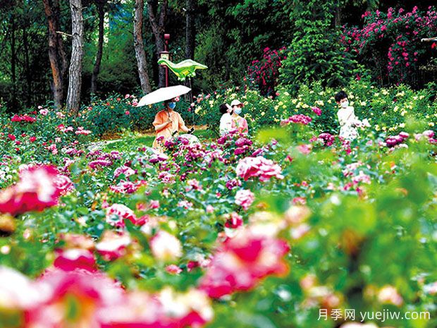 咸宁月季应用和月季景观(图2)