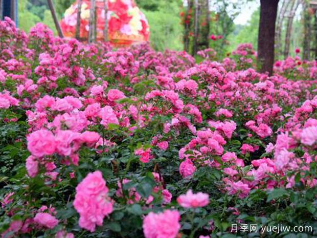 随州月季应用和月季景观(图1)