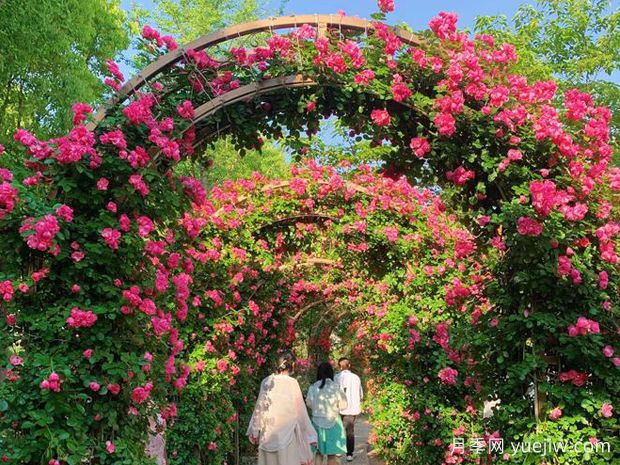 随州月季应用和月季景观(图2)