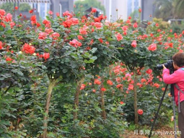 长沙月季景观图集(图2) 长沙月季应用和月季景观(图2)