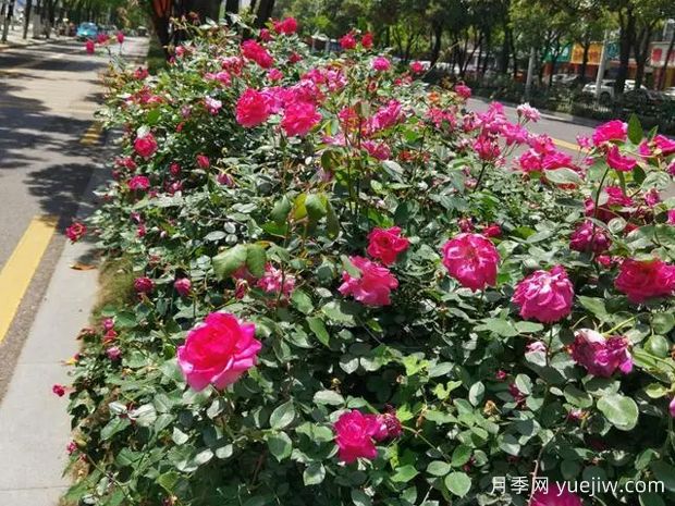 岳阳月季应用和月季景观(图1)