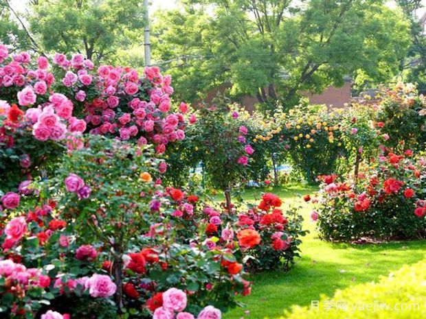 太原月季应用和月季景观(图2) 太原月季应用和月季景观(图2)