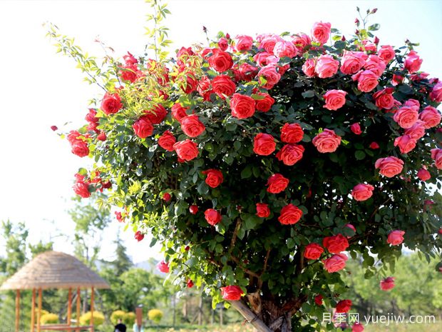 晋城月季应用和月季景观(图1)