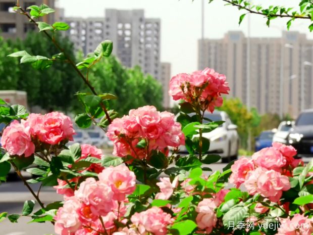 晋城月季应用和月季景观(图3)