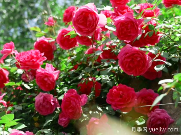 晋城月季应用和月季景观(图2)