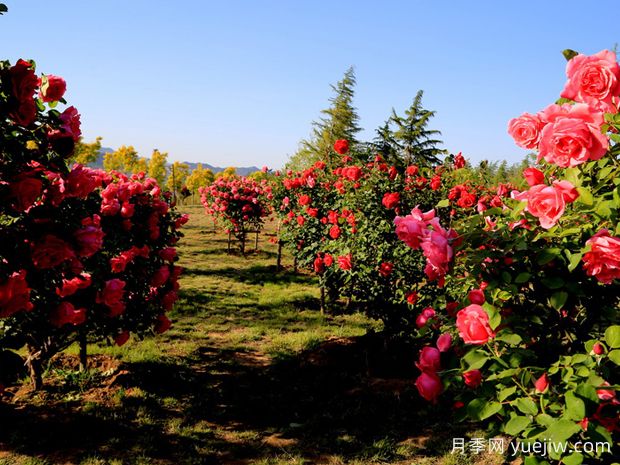 晋城月季应用和月季景观(图4)
