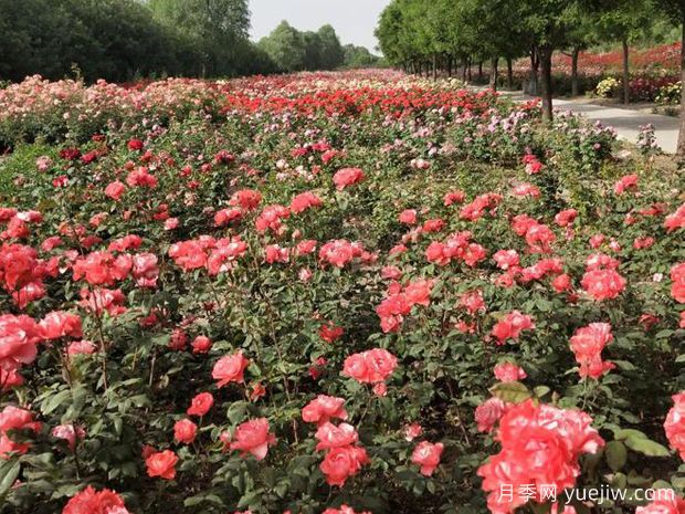 临汾月季应用和月季景观(图1)