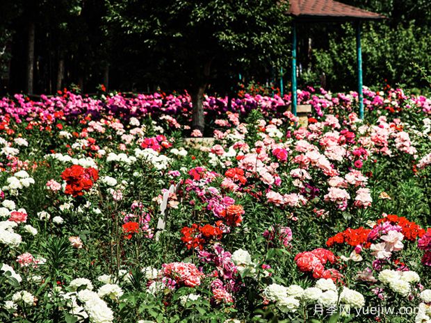 临汾月季应用和月季景观(图2)