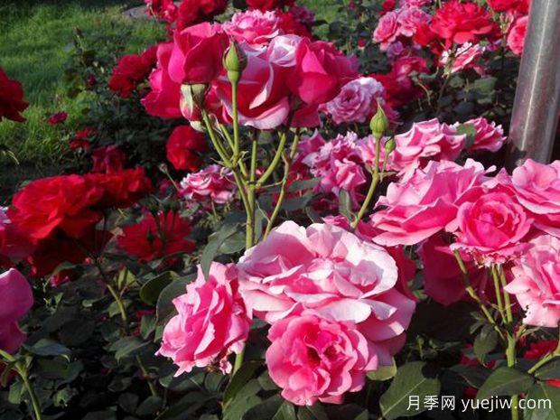 吕梁月季市花文化和月季景观(图1)