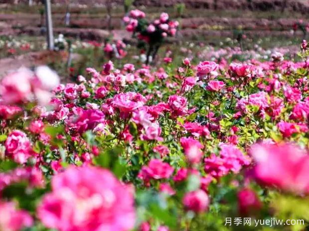萍乡月季应用和月季景观(图1) 萍乡月季应用和月季景观(图1)