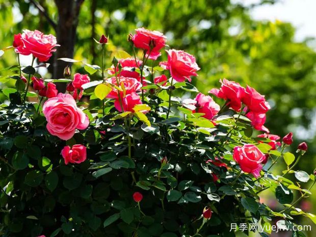 萍乡月季应用和月季景观(图2) 萍乡月季应用和月季景观(图2)