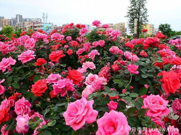赣州月季应用和月季景观(图1)