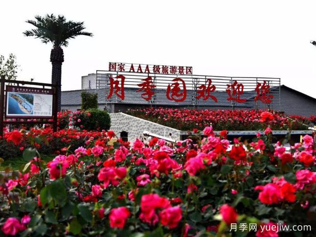 赣州月季应用和月季景观(图3)