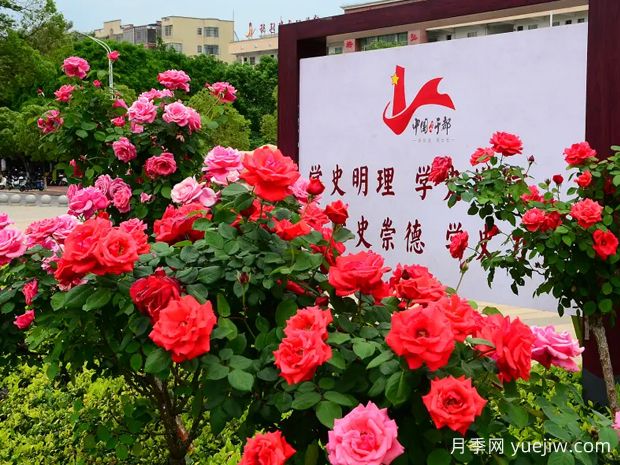 赣州月季应用和月季景观(图2)