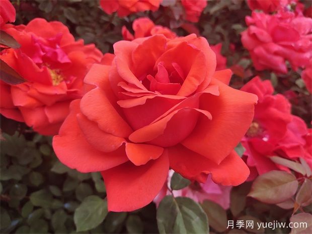 宜春月季应用和月季景观(图1) 宜春月季应用和月季景观(图1)