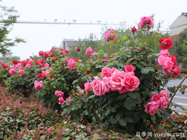 马鞍山月季应用和月季景观(图2)