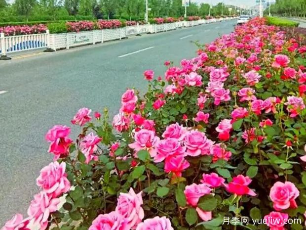 铜陵月季应用和月季景观(图1)