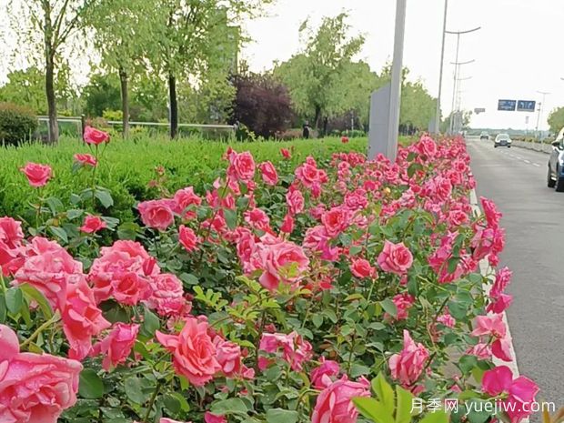 铜陵月季应用和月季景观(图2)