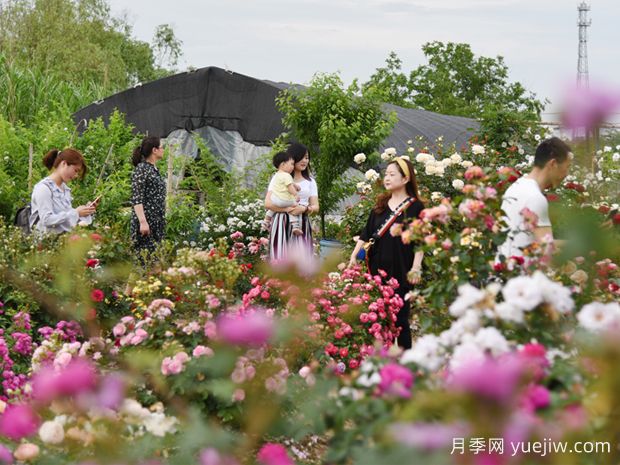 安庆月季市花文化和月季景观(图2)