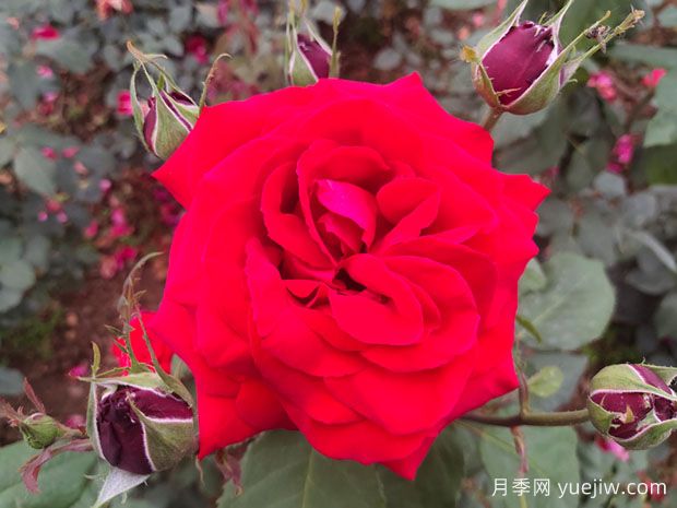 月季花深得文人雅士喜爱 李白苏轼最爱为它吟唱(图1) 月季花深得文人雅士喜爱 李白苏轼最爱为它吟唱(图1)