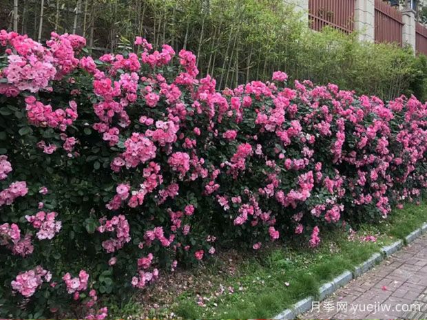 黄山月季应用和月季景观(图3)