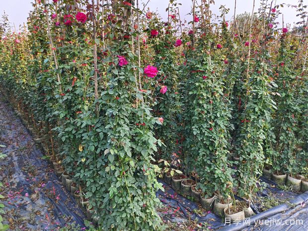 藤本月季小苗如何修剪(图1) 藤本月季小苗如何修剪(图1)