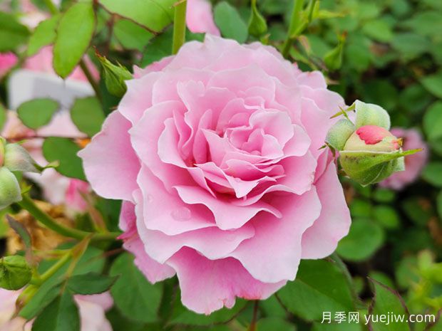 如何养好月季花?月季栽培管理技术要点(图1) 如何养好月季花?月季栽培管理技术要点(图1)