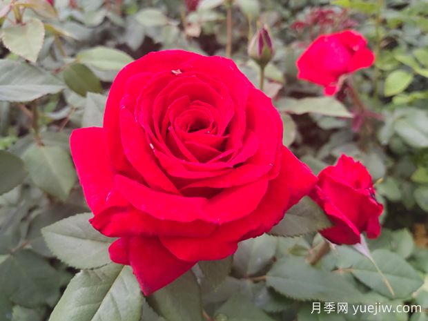 妩媚多姿赏心悦目--梅朗口红月季(图1) 妩媚多姿赏心悦目--梅朗口红月季(图1)