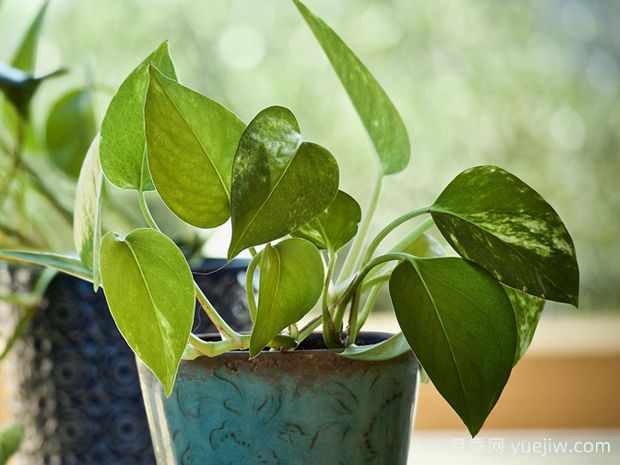 绿萝怎么浇水?多少天浇一次水?(图1) 绿萝怎么浇水?多少天浇一次水?(图1)