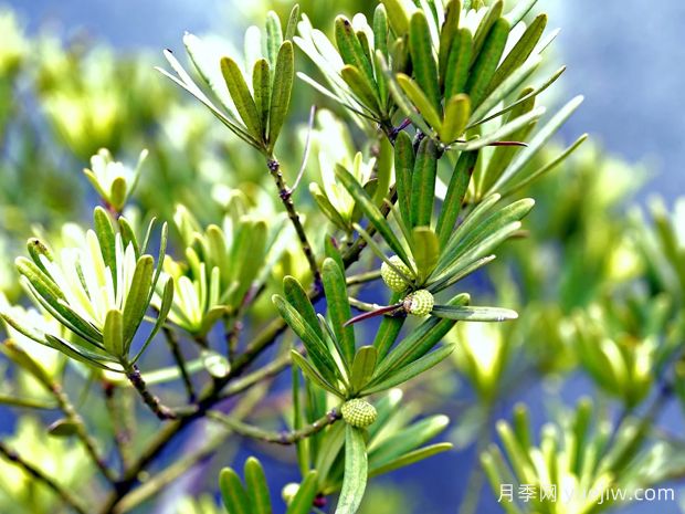 罗汉松属于什么科？(图1)