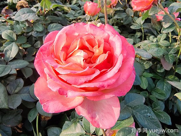 现代月季为什么会月月开花(图1)