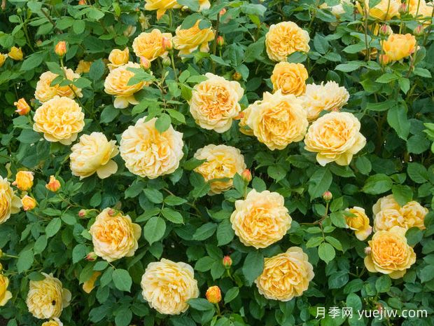 月季耐寒区：月季到底有多抗冻(图1)