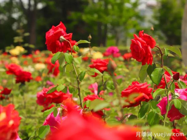 亳州月季应用和月季景观(图1) 亳州月季应用和月季景观(图1)