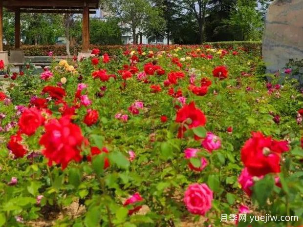 亳州月季应用和月季景观(图2) 亳州月季应用和月季景观(图2)