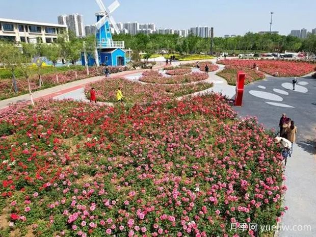 衡水月季应用和月季景观(图3) 衡水月季应用和月季景观(图3)