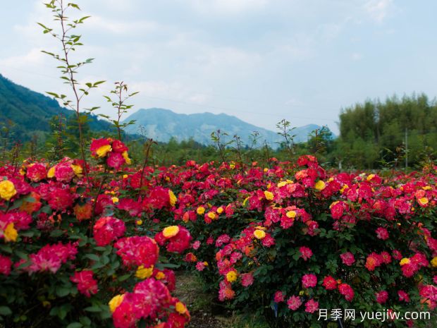 宣城月季应用和月季景观(图2)
