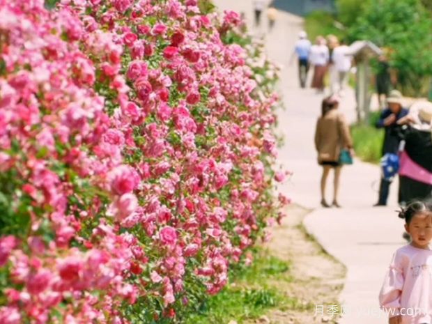 宣城月季应用和月季景观(图3)
