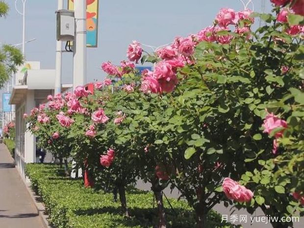 泰安月季应用和月季景观(图3)