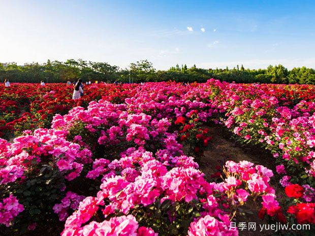 青岛月季市花文化和月季景观(图2)