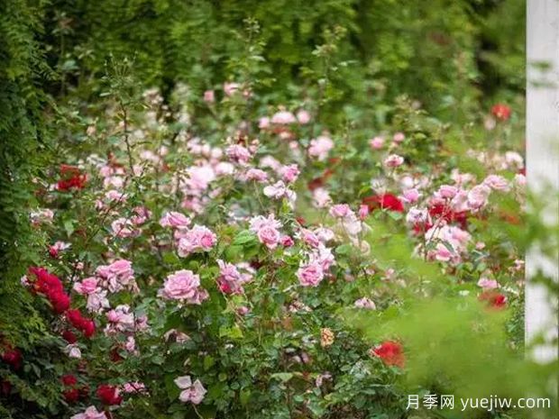 东营月季应用和月季景观(图2)