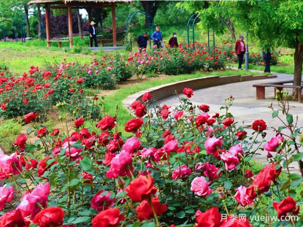 寿光月季市花文化和月季景观(图1)
